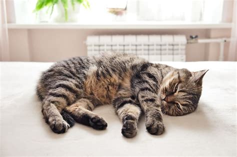 Natural Pain Relief For Cats