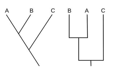 Cladogram- definition, features, parts, examples (vs Phylogram ...