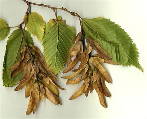 Hornbeam | Description, Tree, Wood, & Facts | Britannica