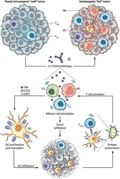 Interleukin-2–based therapies in cancer | Science Translational Medicine