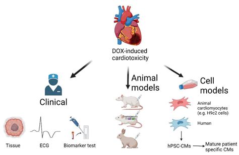 IJMS | Free Full-Text | Mitochondrial-Targeted Therapy for Doxorubicin ...