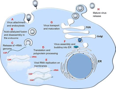 The life cycle of the Flaviviridae. a Virus binding and endocytosis ...