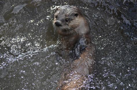 River Otter Swimming On His Back in a River 11896960 Stock Photo at ...