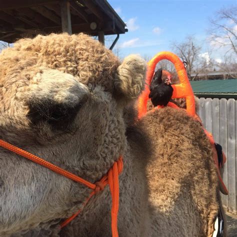 Cluck-Cluck Riding a Camel | Creation Museum