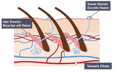 IGCSE Biology Notes: 2.89: Describe the Role of the Skin in Temperature ...