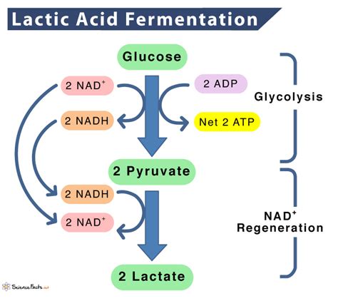 Lactic Acid Fermentation - Definition, Process, Equation, & Examples