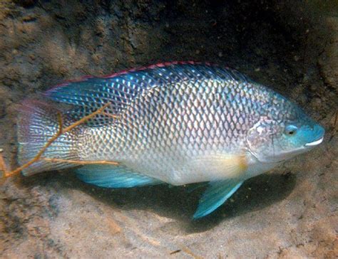 Blue Tilapia Oreochromis aureus for sale | Arizona Aquatic Gardens ...