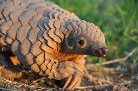 How My Trip to a Pangolin Rescue Center Confirmed Our Need to Protect ...