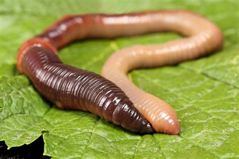 Earthworm Phylum