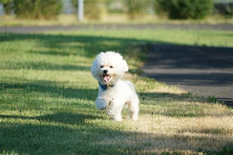 Bichon Frise: The Perfect Family Dog