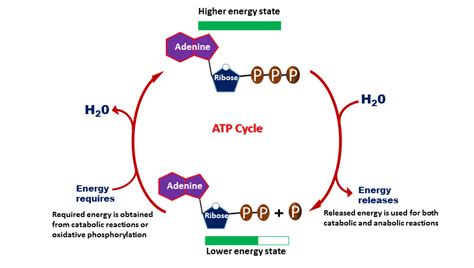 Atp