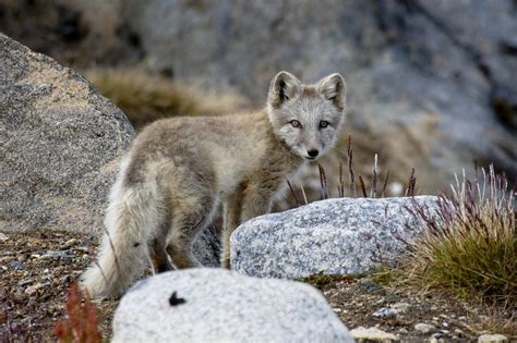 Arctic Wildlife in Greenland – from marine mammals to polar bears ...