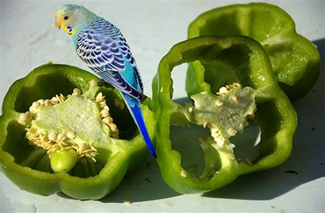 Budgies diet and everything you need to know | ThePerruches.com