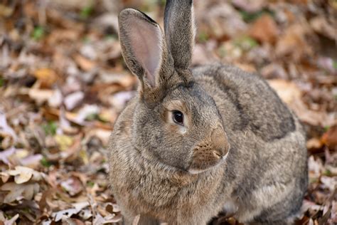 Flemish Giant Rabbit Breeds