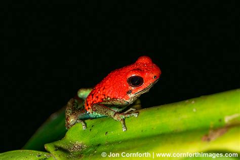 Strawberry Poison Dart Frog 2 Photo, Picture, Print | Cornforth Images