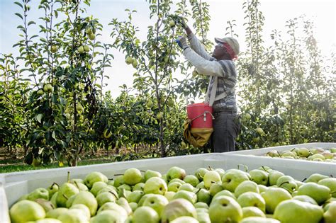 How To Start a Fruit Farming Business In Africa