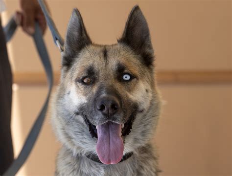 County animal shelter sees fewer lost dogs this Fourth of July – Orange ...