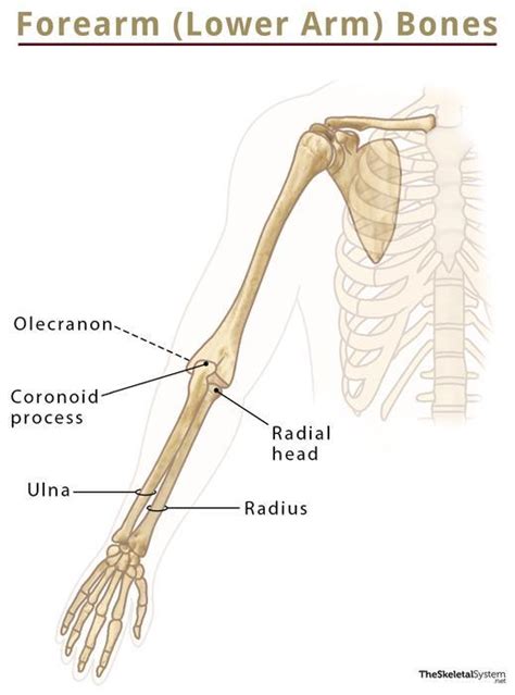 Bones In The Human Arm Diagram