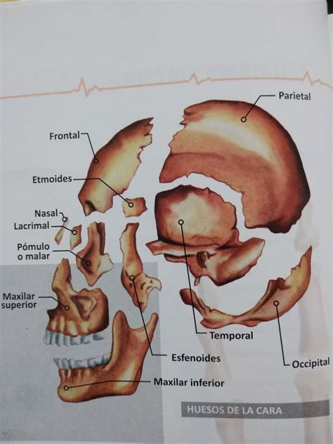 LOS HUESOS DEL CRÁNEO Y LA CARA - Tareas de Niños