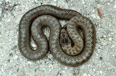 Smooth Snake Photograph by Colin Varndell/science Photo Library - Fine ...