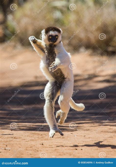 Dancing Sifaka (Lemur) Royalty-Free Stock Image | CartoonDealer.com ...