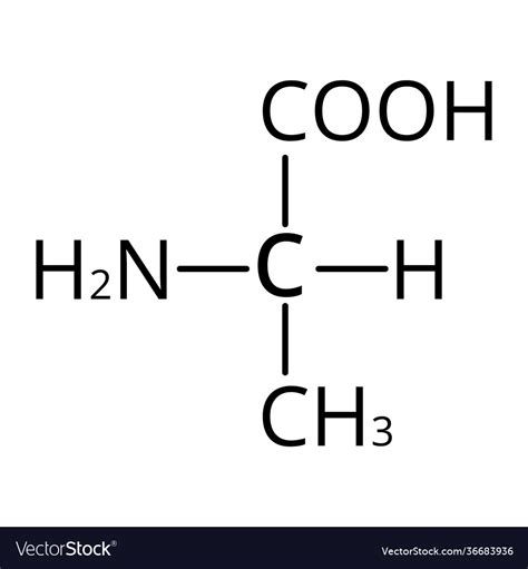 Alanine is an amino acid chemical molecular Vector Image