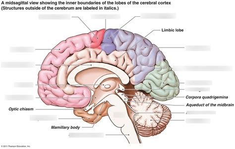 Parts of the Brain 1 Diagram | Quizlet