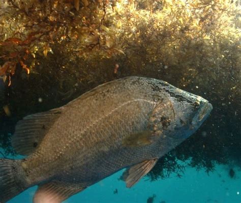 Atlantic tripletail - Alchetron, The Free Social Encyclopedia