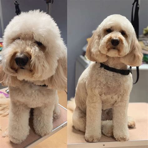 Best Types of Cockapoo Haircuts with Pictures! (2024) - We Love Doodles