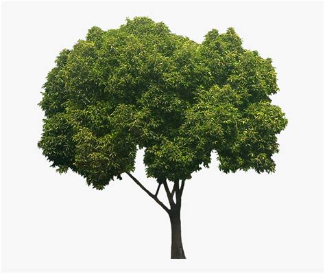 Peepal Tree White Background, HD Png Download is free transparent png ...