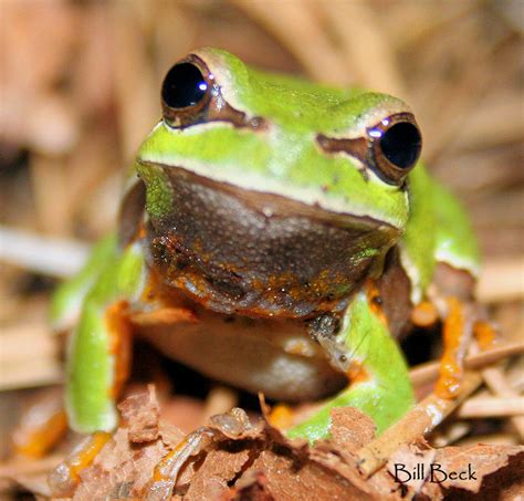 Meet the Frogs of the Pine Barrens | Gloria Repp