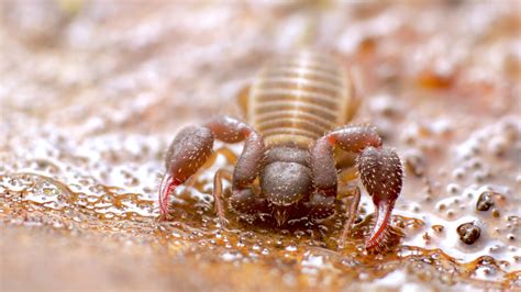 All about pseudoscorpions - A Chaos of Delight