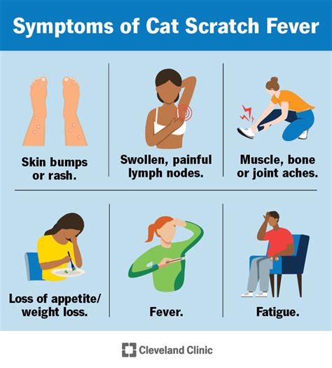 Cat Scratch Fever: Causes, Symptoms & Treatment