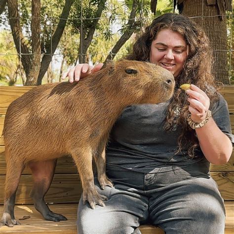 Pet Capybara