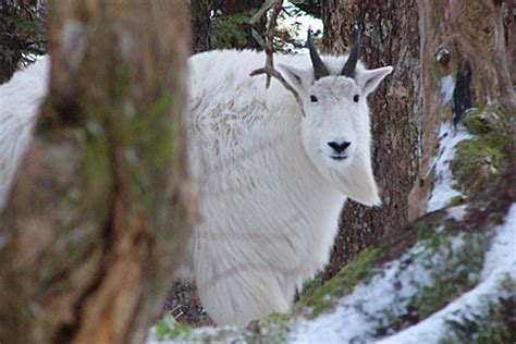 Mountain Goat Species Profile, Alaska Department of Fish and Game