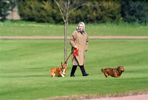 What Happened To The Queens Corgis