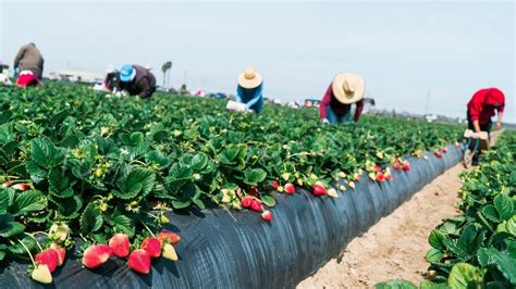 Farm Workers Grow And Pick Billions Of Strawberries In California ...