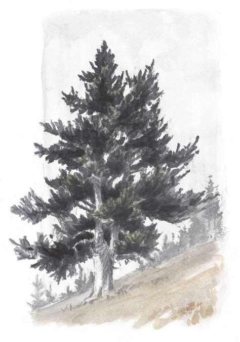 How to Draw Trees: Conifers | Tree drawing, Tree sketches, Landscape ...