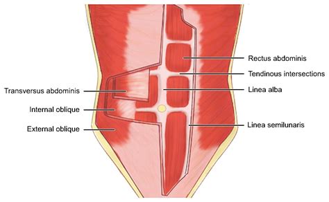 Have You Dropped Your Ribs Yet? — MoveWell