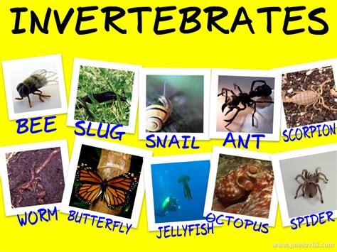 examples of invertebrates : Biological Science Picture Directory ...