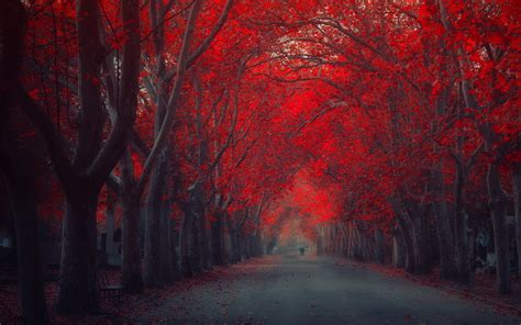 🔥 [40+] Red Tree Wallpapers | WallpaperSafari