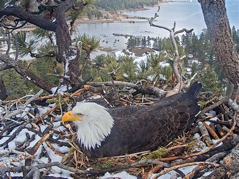 Big Bear Eagle Cam - Watch Nesting Bald Eagles Live | Outdoor SoCal