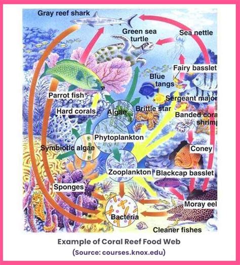 Coral Reef Ecosystem: Structure, Food Web, and Types