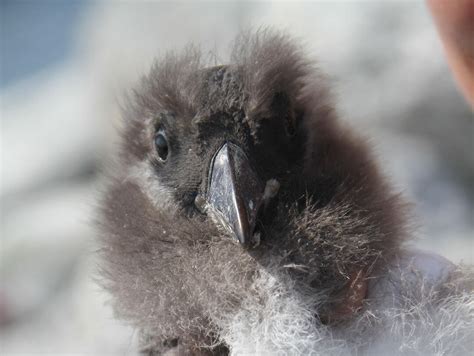 Maine’s Atlantic Puffins Had One of Their Best Breeding Years Yet | Audubon