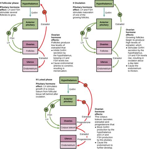 Controlul Hormonal al reproducerii umane / Biologie fără limite | Avenir