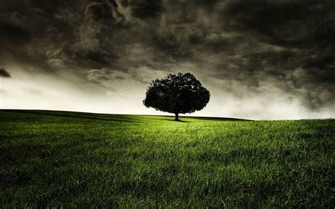 wallpapers: Lonely Tree Photography Wallpapers