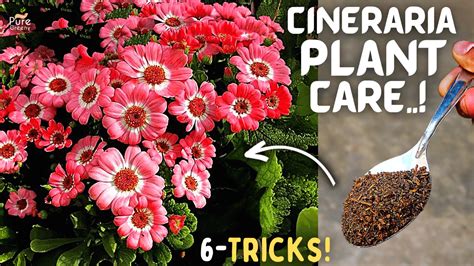 6-TRICKS To Grow aLot of Cineraria Flowers From Seeds! (Cineraria Plant ...