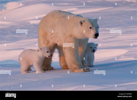 Polar bear (Ursus maritimus) and cubs, Wapusk National Park, Churchill ...