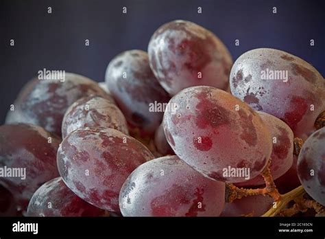 Red grapes on the vine covered in bloom Stock Photo - Alamy