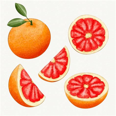 Free Vector | Grapefruit collection